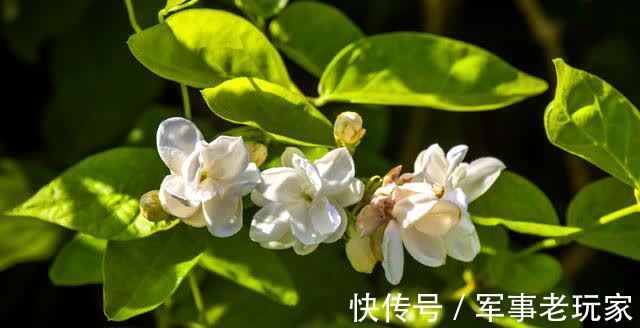 花朵|茉莉花的花期里,以下事情不能做,不然花苞会不停地脱落