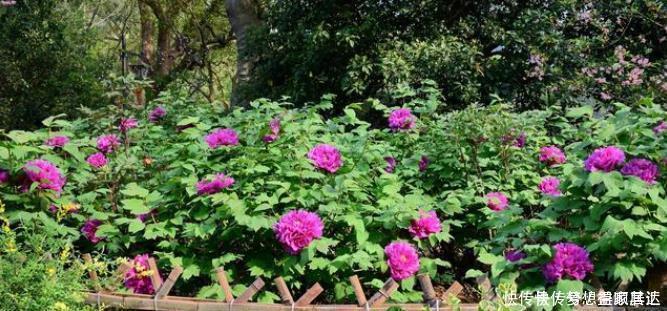 20年的养花经验,告诉你4个绝技,保证养花不死