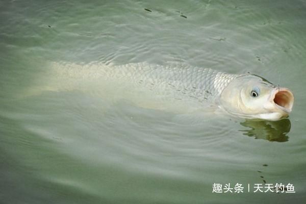 钓不到大鱼，未必是鱼少，可能方法不对试试这几招，一钓一个准