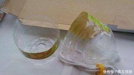 空油桶直接扔太可惜,用来种辣椒,1棵辣椒结10斤,简单又好用!