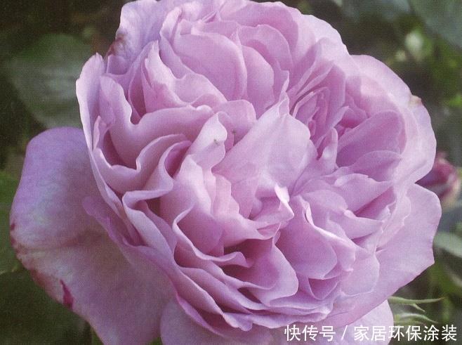 20款紫色月季品种。浓香、抗病非常好养,天然紫色唯美盛开