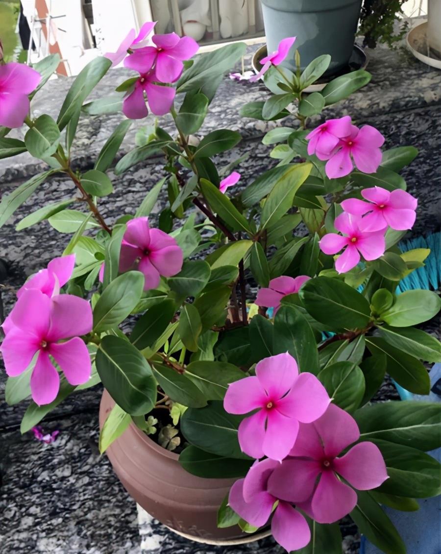 6种公认好养的懒人花,你家有几种,养护需要注意什么?