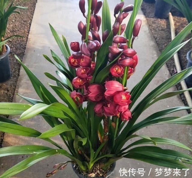 蝴蝶兰|年底了,安排上4种花,家居氛围轻松打造