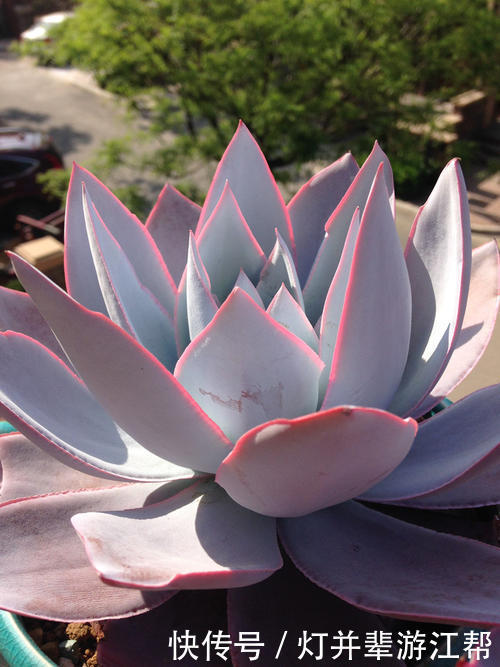 “3多肉”小苗太丑没法看,养一养,长成大苗后逆袭成“白天鹅”