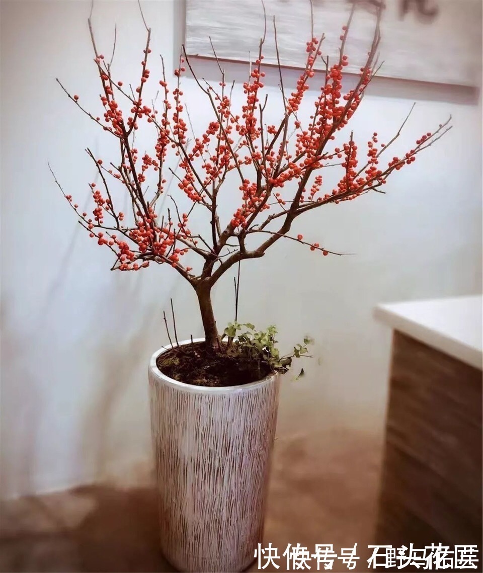 过年之前,给家里养“4种花”,好养好活、寓意红红火火