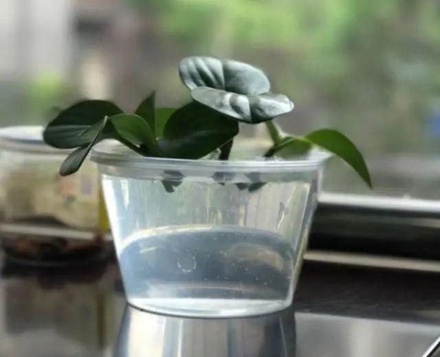 夏天这8种花不用买，叶子丢进花盆里，嗖嗖长白根