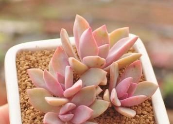  看上去很|盘点10款粉色系多肉，各有各的美，粉萌可爱，你最喜欢哪种？