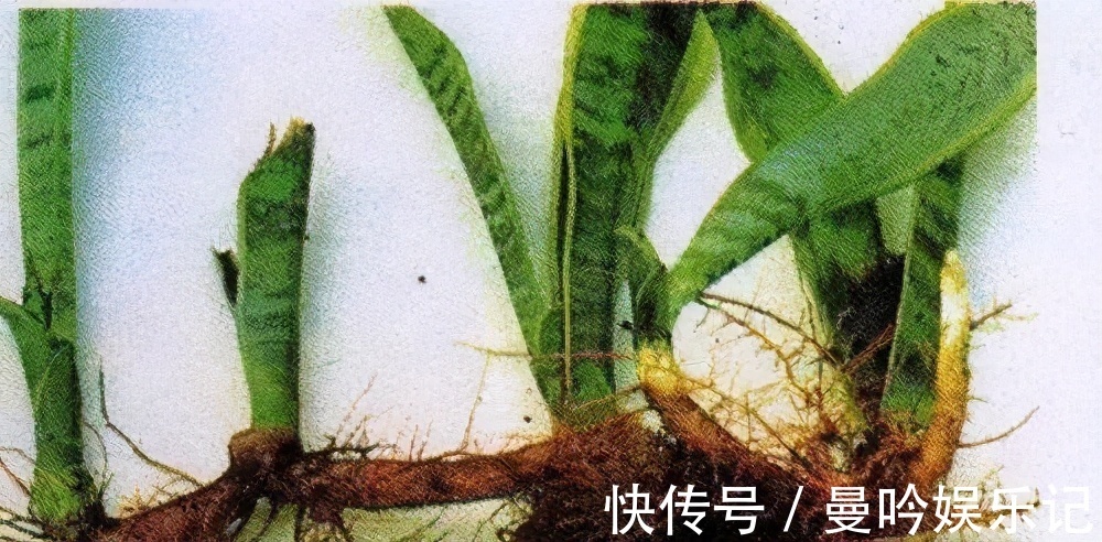 虎皮兰有“3怕2不喜”,难怪东倒西歪,从不出“新芽”