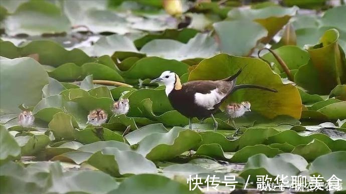 蚌埠|“凌波仙子”空降安徽蚌埠龙子湖，拖家带口好不自在，网友：漂亮