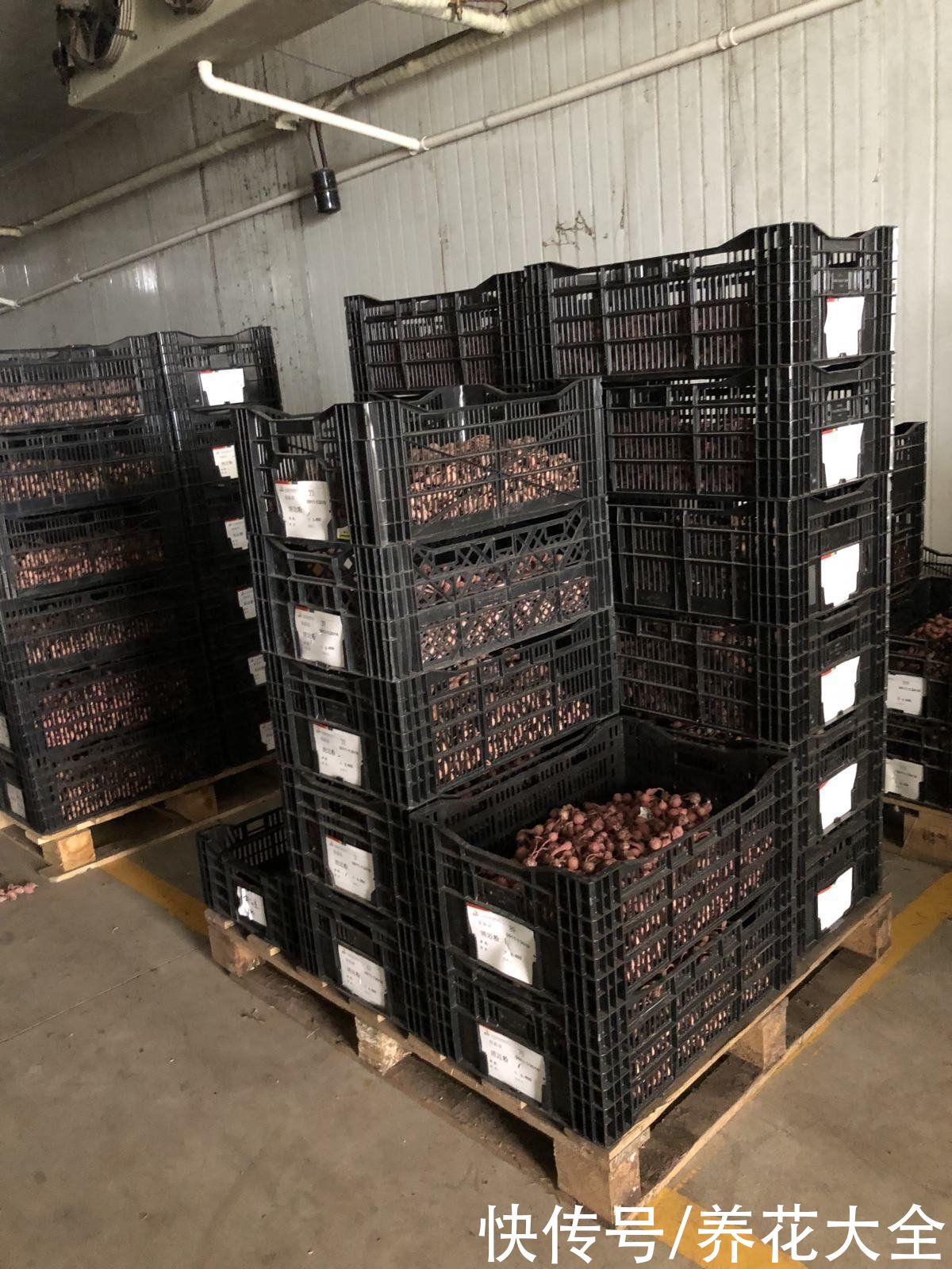 多菌灵不会用，就算春天买再多花，最后可能也死翘翘