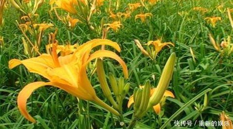 爱美女性多吃3种食物，补血益气，开胃健脾，爱吃就赚了