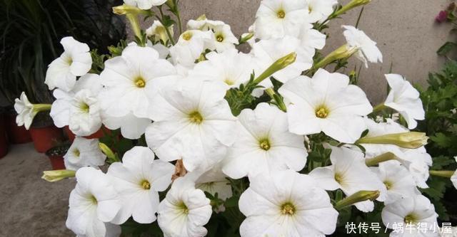 超简单的矮牵牛花暴盆方法,新手也能轻松暴盆