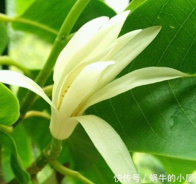 瑞香|4种真正“开花王”,沾土就活,家里养一盆,招财又纳福!
