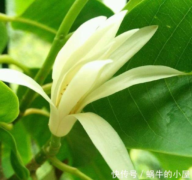 瑞香|4种真正“开花王”，沾土就活，家里养一盆，招财又纳福！