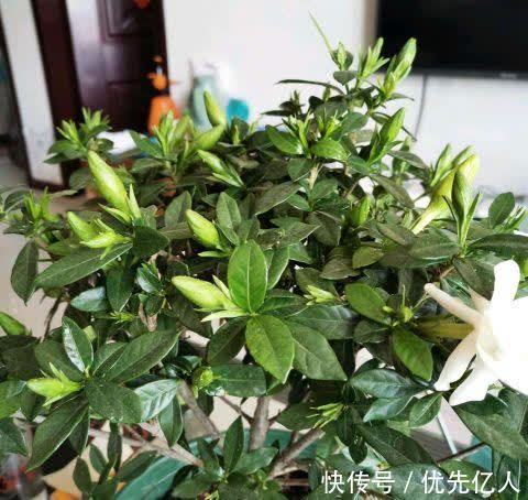 浇水|家养栀子花，每个月用两次绿色粉末，香飘满屋，花开六月底