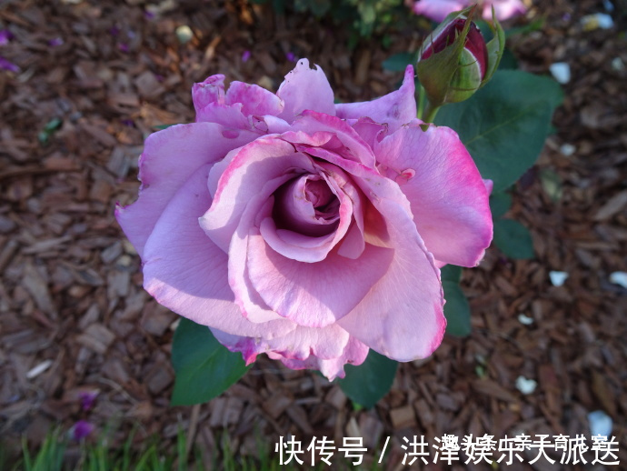 喜欢菊花，不如养盆“玫瑰珍品”天堂月玫瑰，花朵美艳，红里透紫