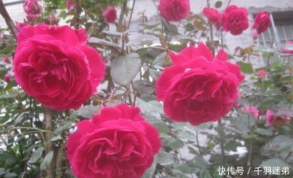 关键|婆婆养月季只选一种,好养抗性强,关键“爱”开花,比养欧月实在