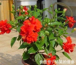 很喜爱种植花儿,又担心养不好,不用担心,有一些容易种植的