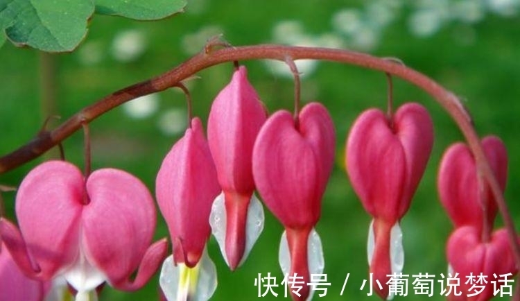 龙沙宝石|4种花颜值高又好养,随便一养成花海,花开一茬接一茬!