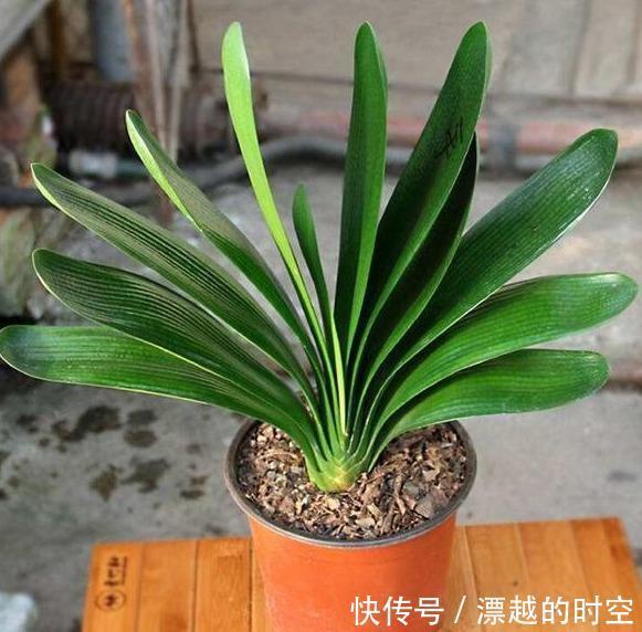 君子兰浇水,掐准“时间”,不早不晚“刚刚好”,养出肥厚好叶片