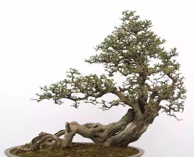 韵味|值得收藏的盆景设计图,别有韵味