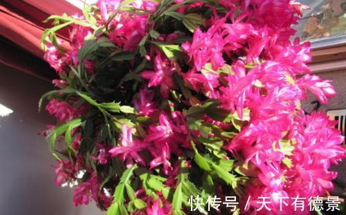 秋凉|蟹爪兰度夏如渡劫，日常盆栽做好此3点，秋凉才能呼呼窜花苞