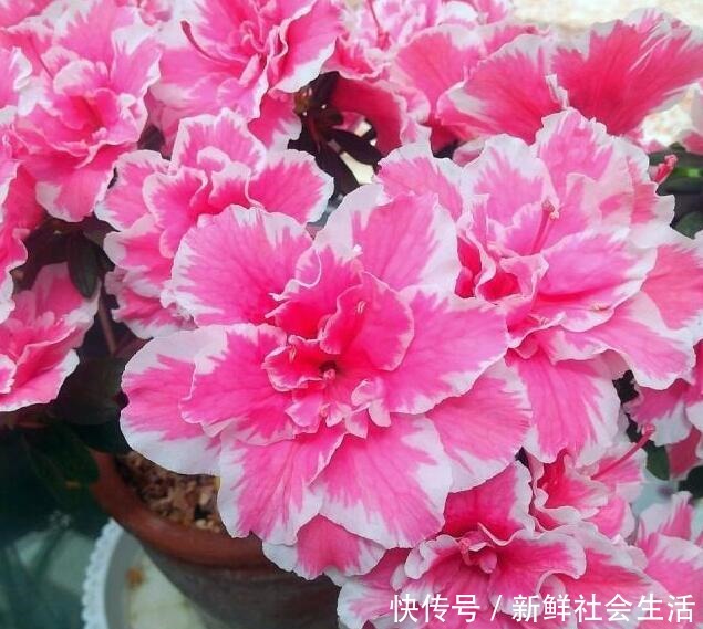 这花让人太心动，60元一盆咬牙买，冬天“赏花”全靠“它”！