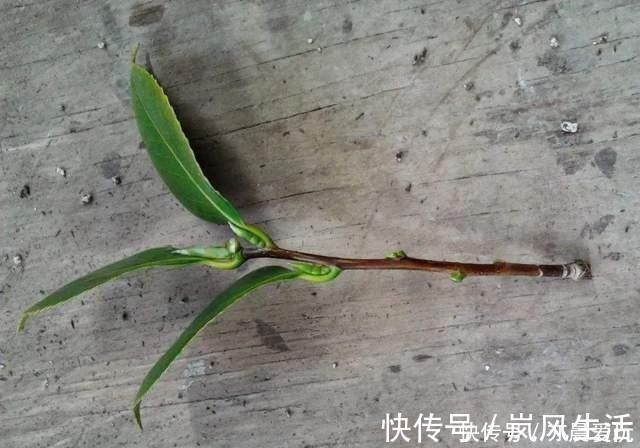 冬天能扦插养花,首选这6个品种,成活率高,很快开出大花朵