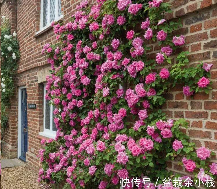 盆栽|养藤本月季，观花赏叶，室外地栽、室内盆栽该注意哪些地方？