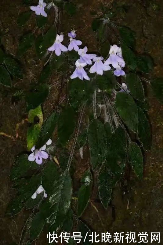 张挺|比大熊猫还珍稀的极危植物，消失百年后从天坑“归来”