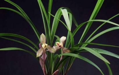 石斛兰|最全的兰花大鉴赏,看看你都见过几种兰花!