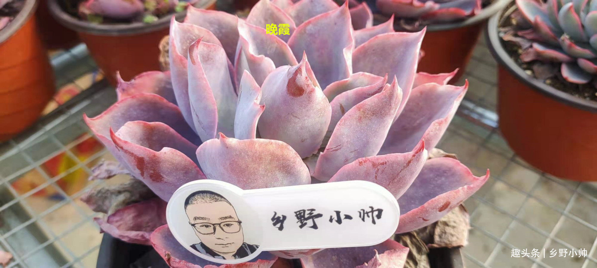 新根|多肉迟迟不长新根,有以下4个原因造成,看完长知识了