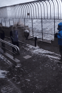 搞笑|搞笑GIF：拔河遇到这么敬业的队友，不赢都对不住他！