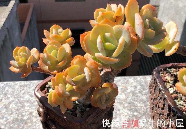 多肉中的巨无霸白凤，也能被控养成精致的老桩，颜色金黄株型漂亮