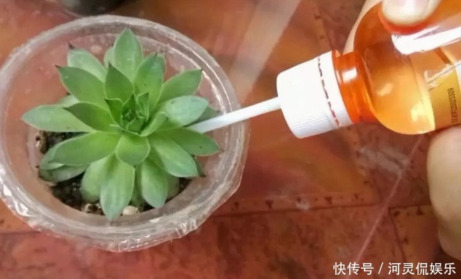 竹签|万能的浇水“神器”，只需一根小吸管，专治各种烂根烂叶！