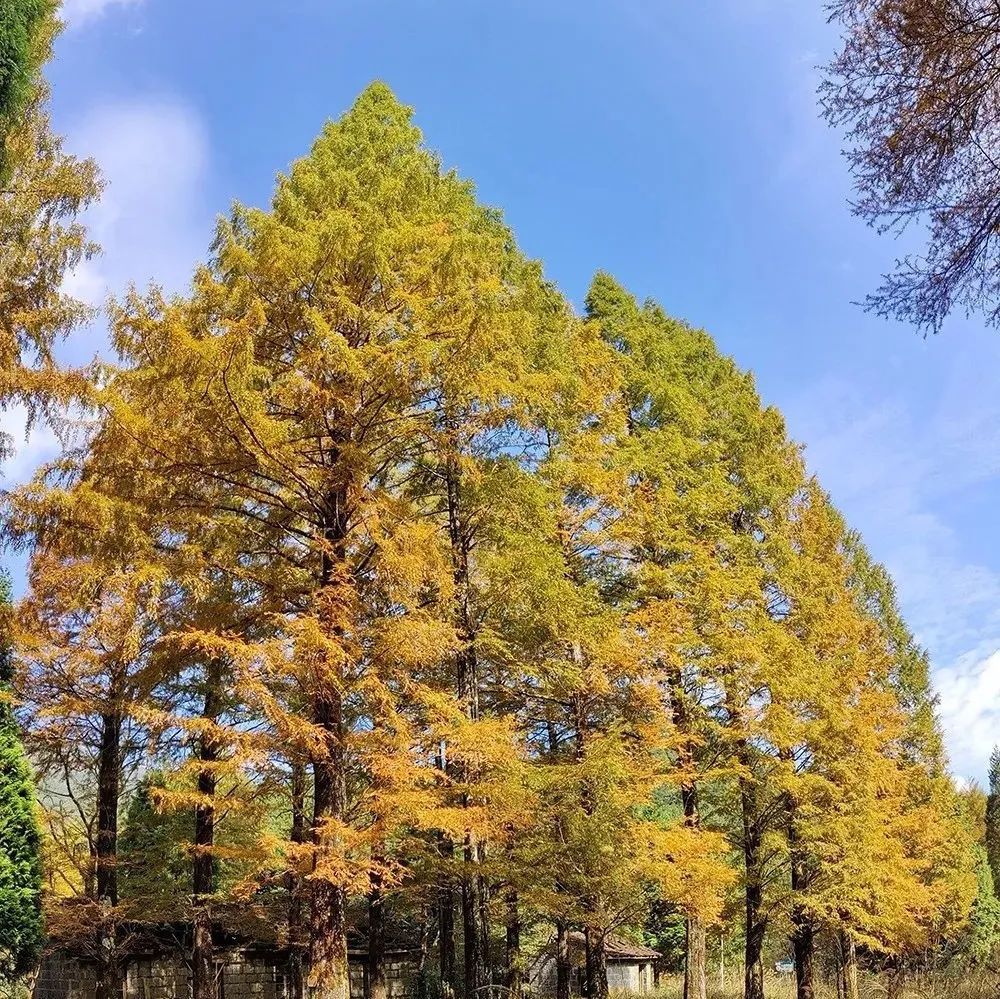 茶木淤|百山祖国家公园28°N的茶木淤，与秋天约会一场