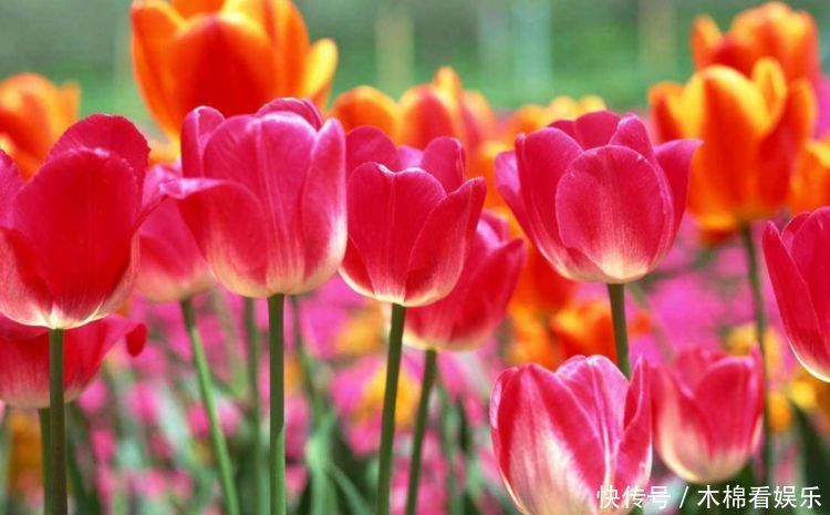 几款花卉养在家里,枝叶茂盛,阳台变花海,冬天一样开花