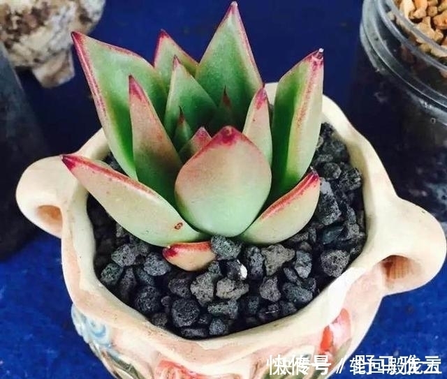 多肉|7字秘诀来养多肉,入坑9年多肉植物没徒也没腐