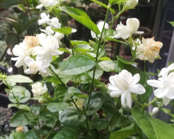 茉莉花学会控水，长得枝繁叶茂，开花一夏天！