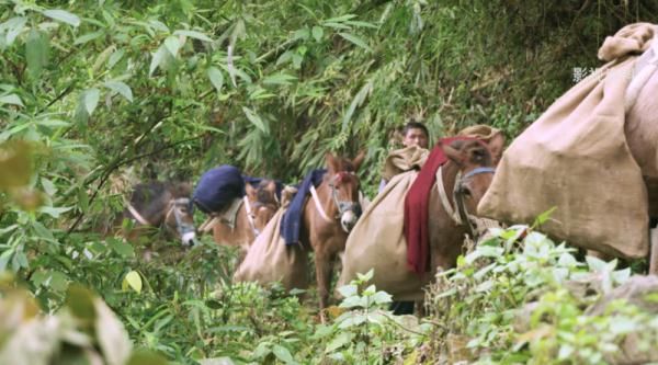 北回归线|文山三七宣传片——《时光里的三七》