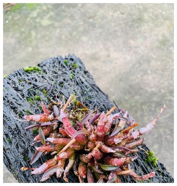 用一块木头就能养的花，不需要施肥，只要浇浇水，夏天就能开