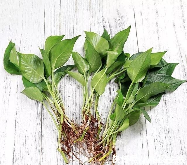 绿萝|这4种花 剪一段枝条丢水里就生根 家中绿意盎然！