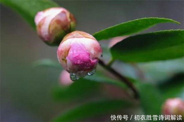 惊蛰节气之美，春雷，春雨，春虫，春草，春花，喜春回