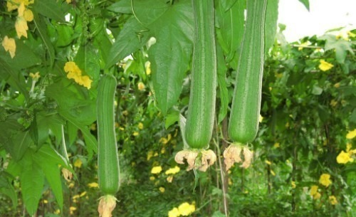 丝瓜|常吃丝瓜对身体好,但丝瓜不能与一物同吃,爱吃的人得忌口了!