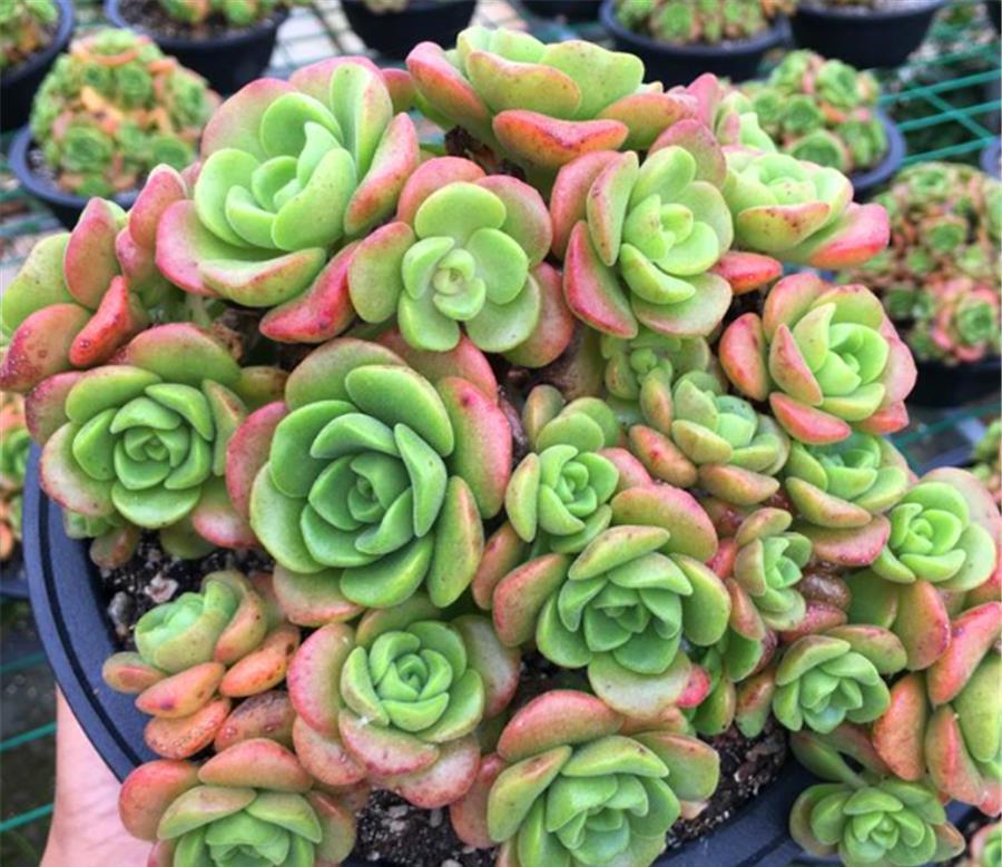 香香的百合茉莉都是这么养的，颜色美香气浓，人称多肉香水之王