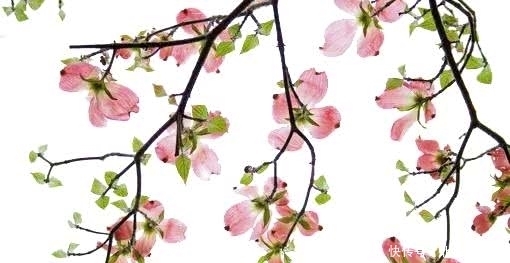 却下水晶帘,玲珑望秋月