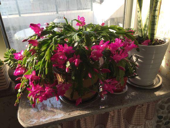 朋友这样给花浇水,不但浇不死还越浇越旺,很少有人知道!