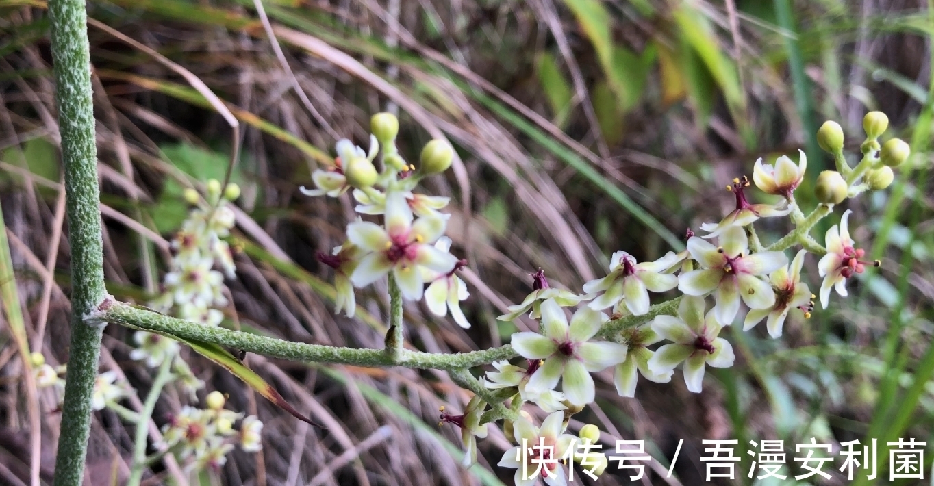 黎芦|“藜芦”山里很常见，是有毒的药用植物！生活在农村有必要认识