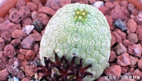 5种少见的多肉品种,个顶个的价格贵,不是多肉爱好者见都没见过!