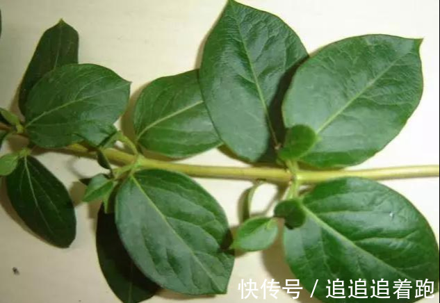 还在养吊兰3种花剪根枝,插土里就能活,半年成花墙,太惊艳了